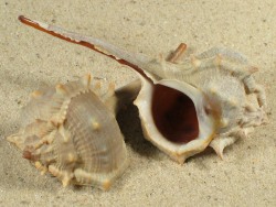 Murex brevispina - Muricidae