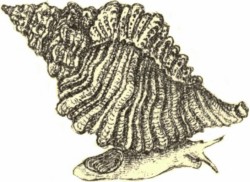 Ocenebra erinaceus - Muricidae