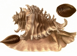 Chicoreus ramosus - Muricidae