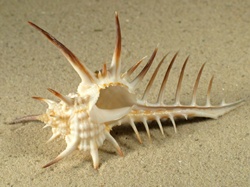 Murex ternispina - Muricidae