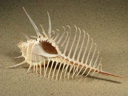 Murex pecten - Muricidae