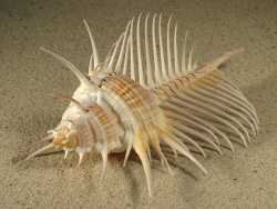 Murex pecten - Muricidae