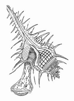 Murex pecten - Muricidae