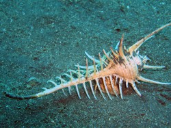 Murex pecten - Muricidae