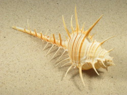 Murex troscheli - Muricidae