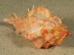 Chicomurex venustulus - Muricidae