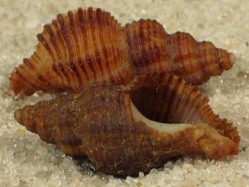 Murexsul mariae - Muricidae