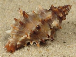 Murexsul cevikeri - Muricidae