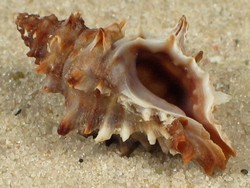 Murexsul cevikeri - Muricidae