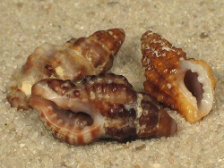 Muricopsis cristata - Muricidae