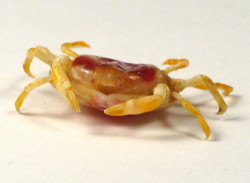 Glycymeris glycymeris - Glycymerididae