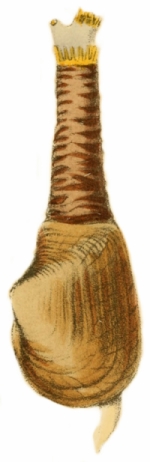 Mya truncata - Myidae