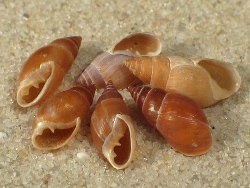 Myosotella myosotis - Ellobiidae