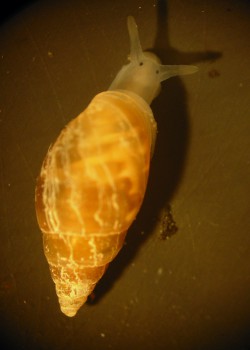 Myosotella myosotis - Ellobiidae