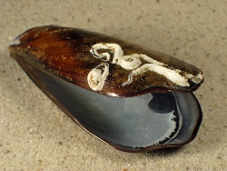 Mytilus galloprovincialis - Mytilildae