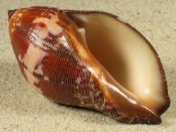 Nassa francolina - Muricidae