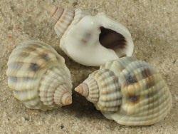 Nassarius arcularia - Nassariidae