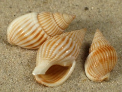 Nassarius castus - Nassariidae