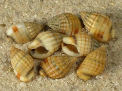 Nassarius celebensis - Nassariidae