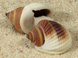 Nassarius elegantissimus - Nassariidae