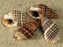Reticunassa festiva - Nassariidae