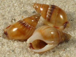Nassarius glabratus - Nassariidae