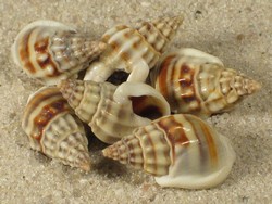 Nassarius jacksonainus - Nassariidae