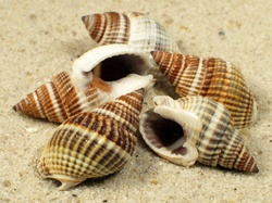 Nassarius livescens - Nassariidae