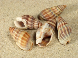 Nassarius nitidus - Nassariidae