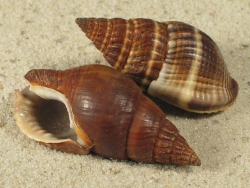 Nassarius olivaceus - Nassariidae