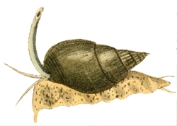 Nassarius olivaceus - Nassariidae