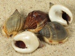 Nassarius pullus - Nassariidae