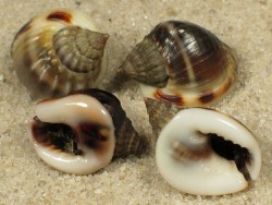 Nassarius pullus - Nassariidae