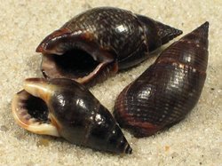 Nassarius reeveanus - Nassariidae