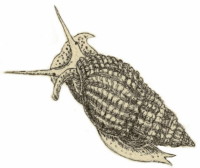 Tritia reticulata - Nassariidae