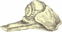 Euspira catena - Naticidae