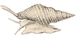 Neocancilla circula - Mitridae