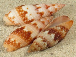 Neocancilla maculosa - Mitridae