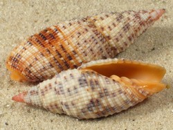 Neocancilla papilio - Mitridae