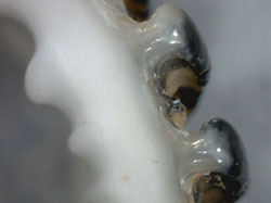 Nerita exuvia - Neritidae