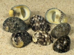 Nerita patula - Neritidae