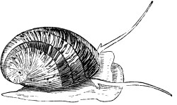 Nerita polita - Neritidae
