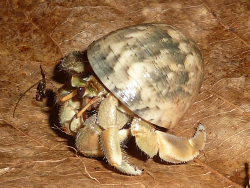 Nerita polita - Neritidae