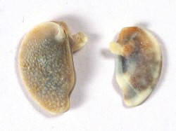 Nerita squamulata - Neritidae