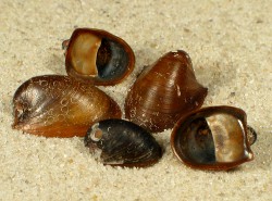 Neritina auriculata - Neritidae