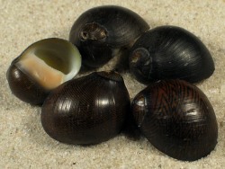 Neritina gagates - Neritidae