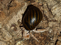 Neritina turrita - Neritidae