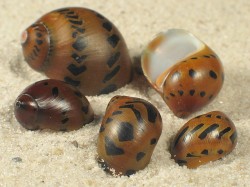 Neritina semiconica - Neritidae