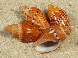 Rhombinella laevigata - Nassariidae