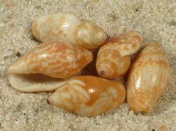 Nitidella nitida - Nassariidae